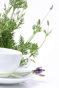 白色茶杯旁的清新绿植