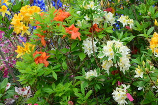  杜鹃花  