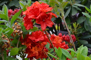  杜鹃花 