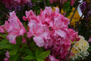  杜鹃花  