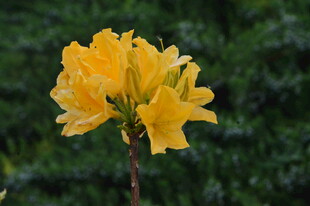  杜鹃花 
