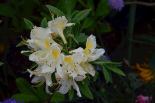  杜鹃花 