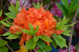  杜鹃花  