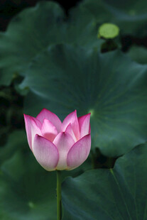  荷花