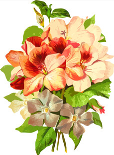 艳丽花卉插画