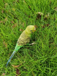 草地上的多彩鹦鹉