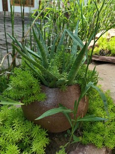 陶盆绿植尽显自然生机
