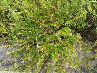 茂密绿植特写