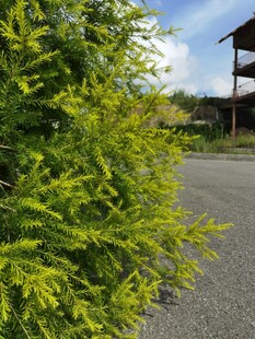 路边葱郁绿植与远处建筑