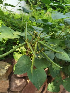带刺绿豆植株特写