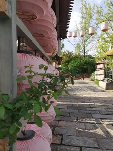 古巷旁的粉色灯笼与绿植