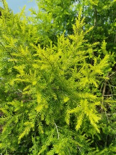 翠绿繁茂的植物景观