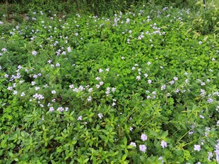 绿草间点缀白色小花