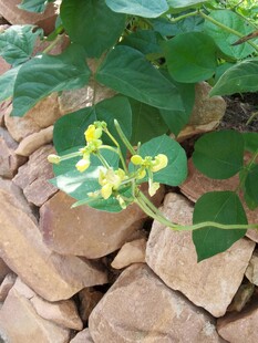石缝间绽放的黄色绿豆花