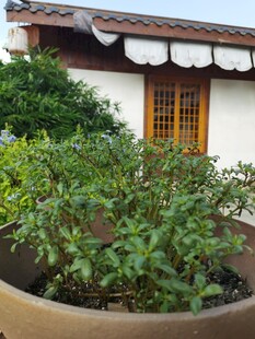 庭院绿植盆栽景致
