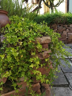 庭院绿植砖墙景致