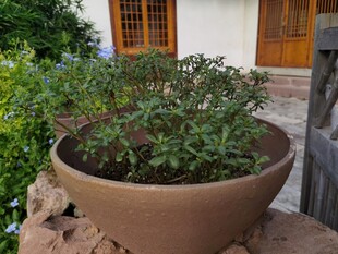 陶盆中的翠绿植物