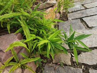 石缝间的翠绿植物