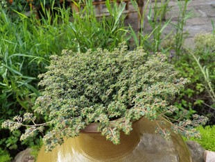盆栽绿植尽显自然生机