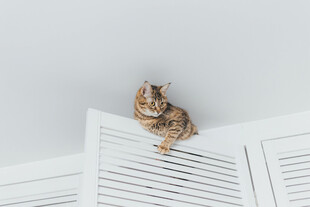 猫咪趴百叶窗上