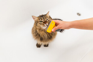 猫咪被喂食黄色物体