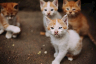 可爱小猫齐聚