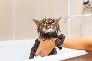 猫咪洗澡时的惊恐瞬间