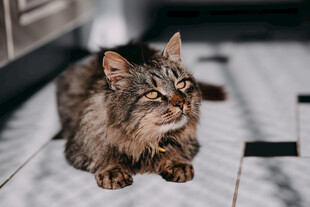 慵懒猫咪趴于木地板上