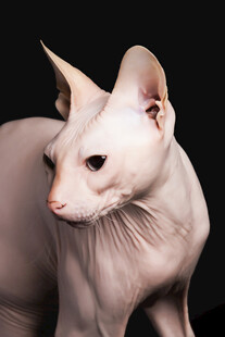 无毛猫特写