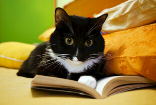 猫咪惬意趴卧在翻开书本上