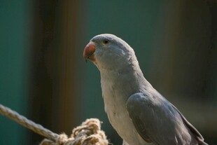 灰鹦鹉栖息树枝