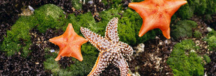 海星静置于绿植间