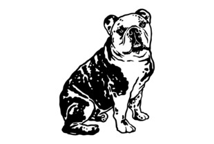 坐着的斗牛犬插画