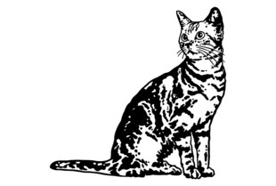 坐姿优雅的斑纹猫咪