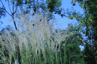 芒草  
