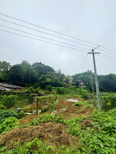 乡村田野景象