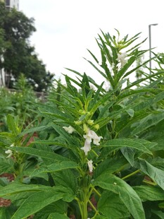 田间绽放的白色芝麻花
