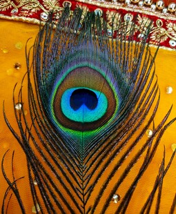绚丽孔雀羽毛特写
