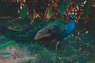 草地上的美丽蓝孔雀
