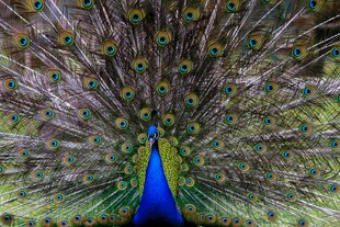 开屏的美丽孔雀