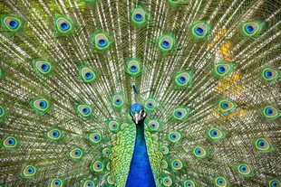 开屏孔雀展现绚丽羽毛