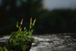 雨中新生小草