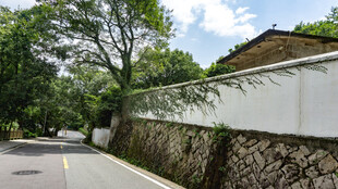 路边白墙绿树风景