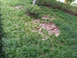 草地中的裸露土地