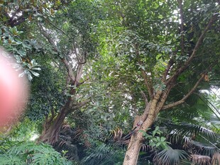茂密丛林中的树木景观