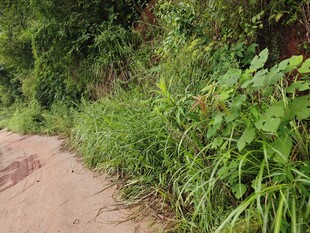 小径旁繁茂的绿色植物