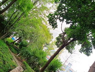 林间绿意盎然的自然景致