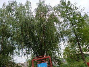 垂柳下的红色游乐设施