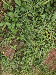 地面上的繁茂绿色植物
