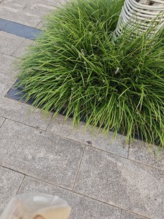 石缝间的翠绿草丛